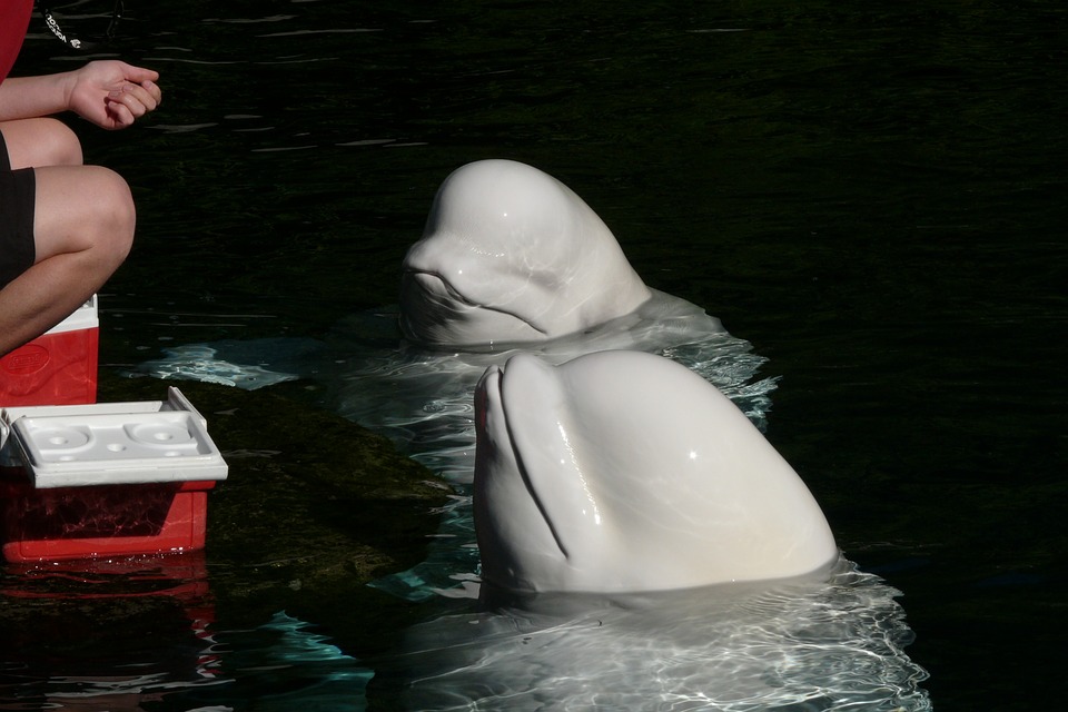 acuario vancouver